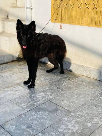 black shepherd male for sale