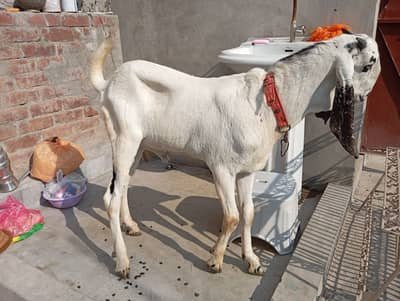 7 month child kheera bacha, Qurabani 2025